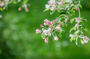 Image showing A branch of blossoming Apple trees in springtime, close-up