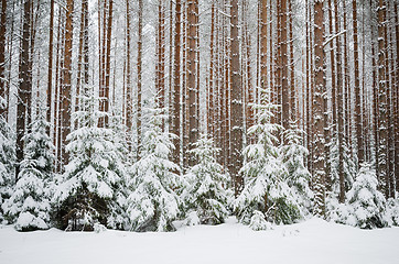 Image showing Firs and pines in the forest after snowfall