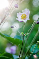 Image showing Pale pink flower Japanese anemone, close-up. Note: Shallow depth