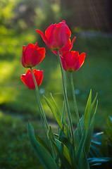 Image showing Red tulips in the garden, backlight