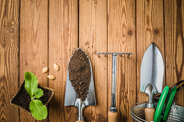 Image showing Still-life with sprouts and the garden tool, the top view