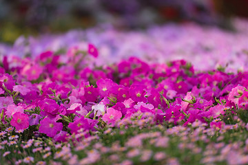 Image showing Dubai miracle garden