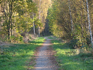 Image showing Autumn forest road