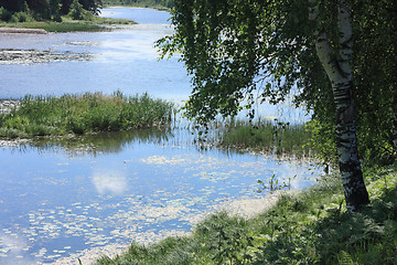 Image showing Birch on the bank of river