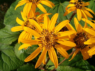 Image showing Ligularia dentata