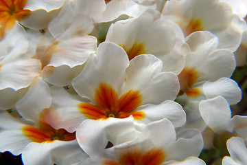 Image showing White primula flowers