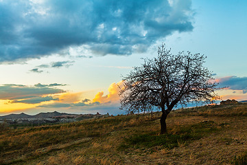 Image showing Sunset and lonley tree in the field