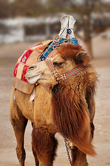 Image showing Portrait of turkish camel