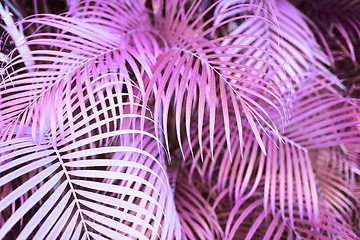 Image showing surreal pink palm tree leaves