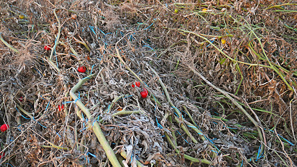 Image showing Dried Tomato Plants after Harvesting