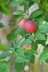 Image showing Several red fruits of cherry plum on a branch