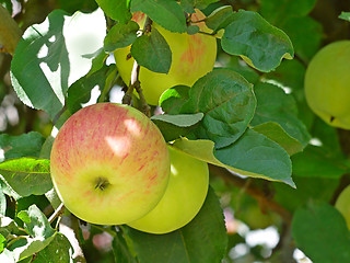 Image showing Apple striped fruits hanging on the branch
