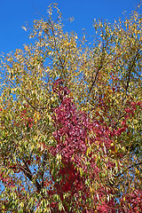 Image showing Virginia Creeper on the willow tree