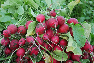 Image showing Radish Roots Heap