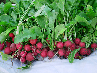 Image showing Radish Roots Heap On White Cloth