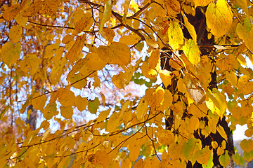 Image showing Linden tree with yellow leaves