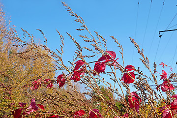 Image showing Red liana leaves on dried grass in lovely autumn day