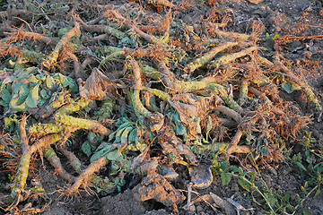 Image showing Crop waste heap of white cabbage torn root