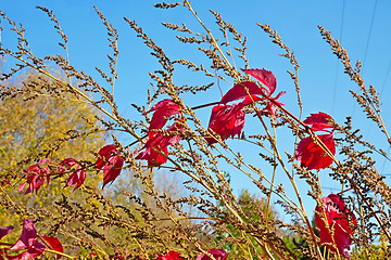 Image showing Red liana leaves on dried grass in autumn day