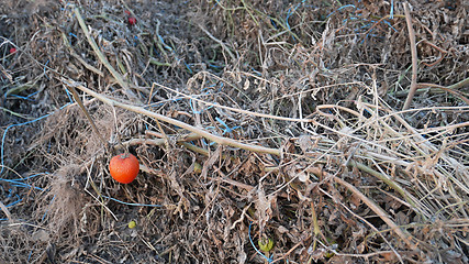 Image showing Dried Spoiled Tomato Plants after Harvesting