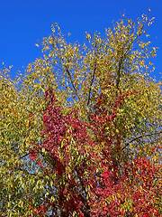 Image showing Virginia Creeper climbing on the willow tree