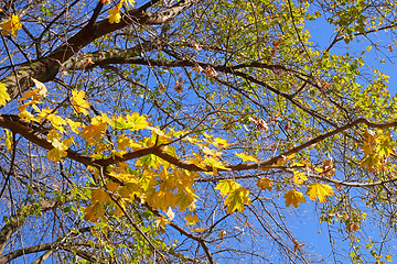 Image showing Maple tree with yellow leaves against blue sky in autumn day