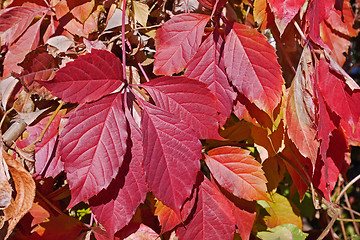 Image showing Bright red leaves of Virginia Creeper