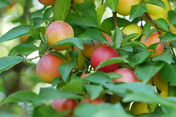 Image showing Red fruits of cherry plum on a branch