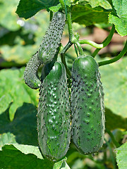 Image showing Green cucumbers ripening in garden