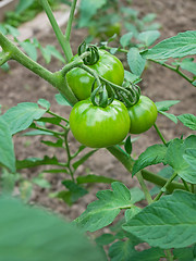 Image showing Green tomato fruits with yellowish hue growth in soil