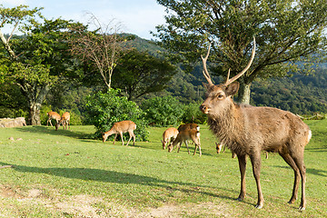 Image showing Red deer stag