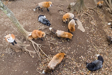 Image showing Many fox eating together