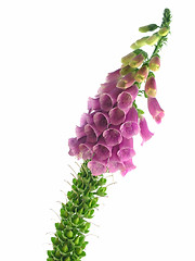 Image showing foxglove