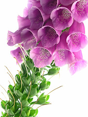 Image showing foxglove