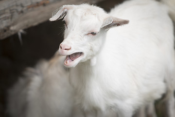 Image showing Goat