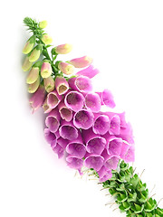 Image showing foxglove