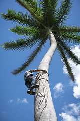 Image showing Adult male climbs coconut tree to get coco nuts