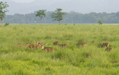 Image showing Sika or dappled deers in the wild