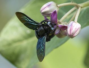 Image showing Xylocopa valga or carpenter bee on Apple of Sodom flowers