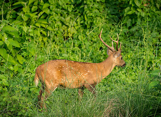 Image showing spotted or sika deer in the jungle