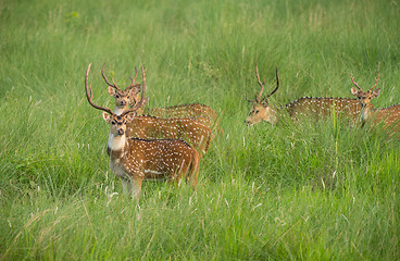 Image showing Sika or spotted deers herd in the elephant grass