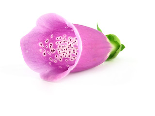 Image showing foxglove