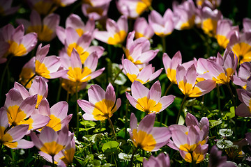 Image showing Blooming tulips flowerbed in Keukenhof flower garden, Netherland