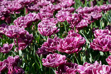Image showing Blooming tulips flowerbed in Keukenhof flower garden, Netherland