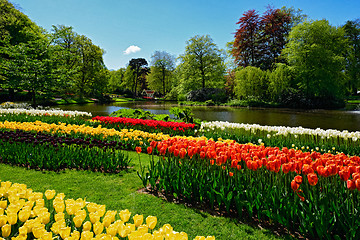 Image showing Blooming tulips flowerbed in Keukenhof flower garden, Netherland