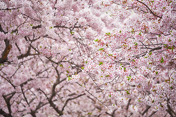 Image showing Blooming sakura cherry blossom