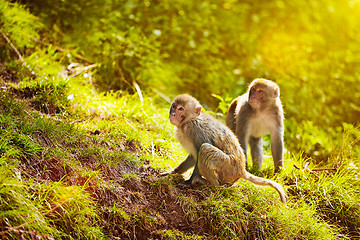 Image showing Rhesus macaques in forest