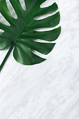 Image showing Dark green Monstera leaf on marble background