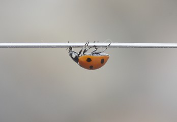 Image showing Ladybird