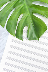 Image showing Tropical palm tree leaf on empty sheet music paper